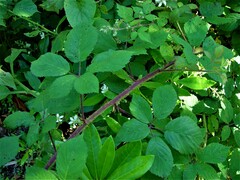 Rubus fruticosus