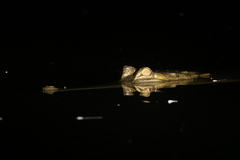 Mecistops leptorhynchus