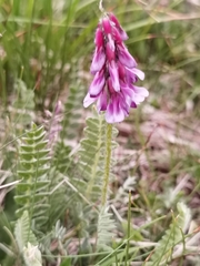 Astragalus licentianus