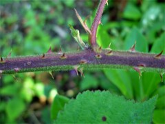 Rubus fruticosus