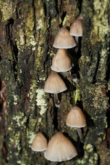 Mycena subgalericulata