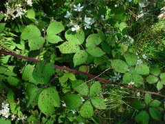 Rubus fruticosus