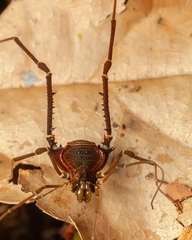 Discocyrtus orientalis