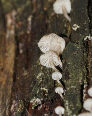 Mycena subgalericulata