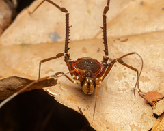 Discocyrtus orientalis