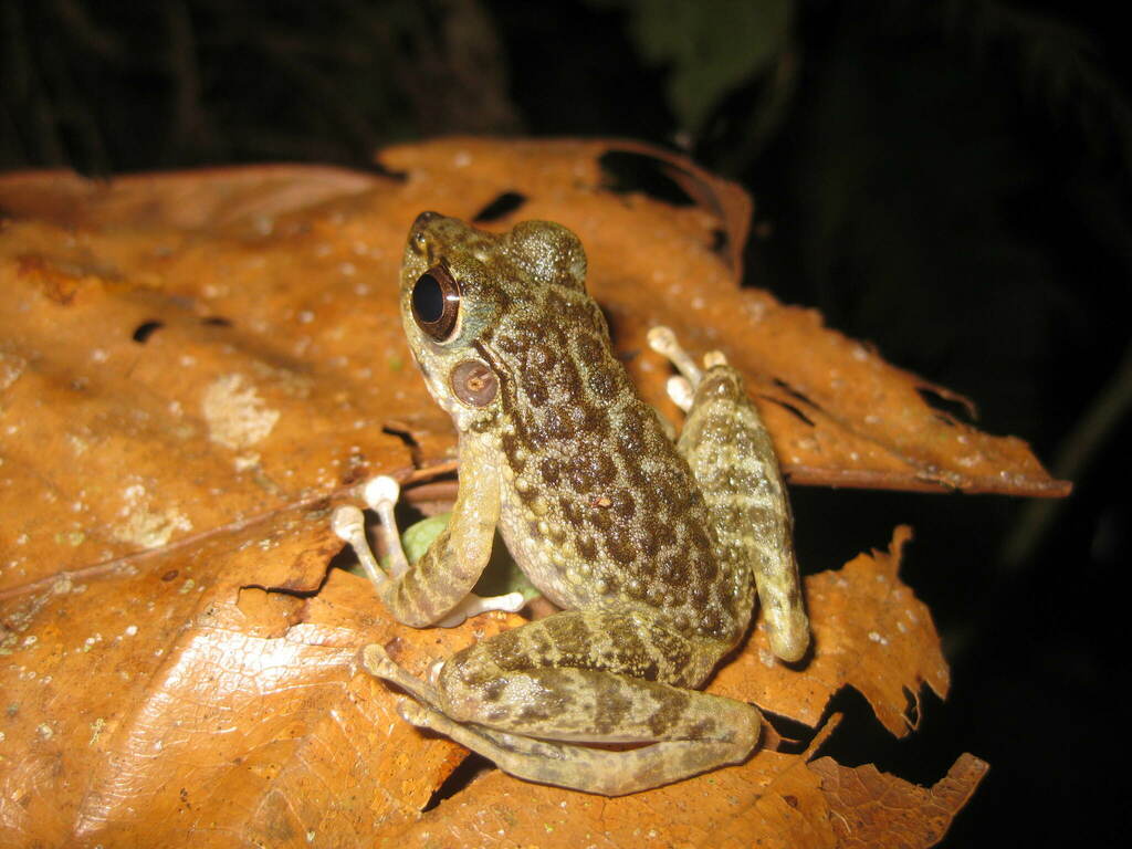 Gayo Cascade Frog