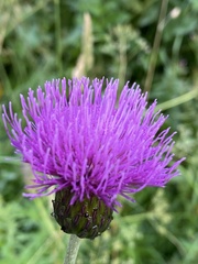 Cirsium heterophyllum