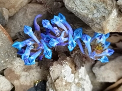 Corydalis melanochlora