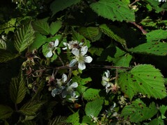 Rubus fruticosus