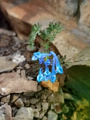 Corydalis melanochlora