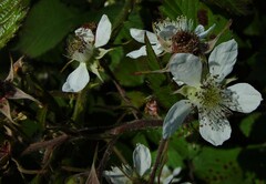 Rubus fruticosus