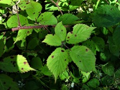 Rubus fruticosus