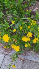 Pentanema britannica