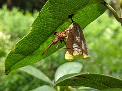 Polistes japonicus