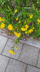 Pentanema britannica