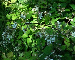 Rubus fruticosus