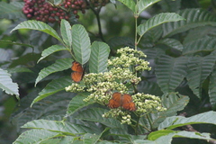 Junonia hedonia
