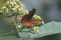 Junonia hedonia
