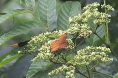 Junonia hedonia