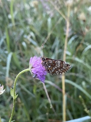 Melitaea