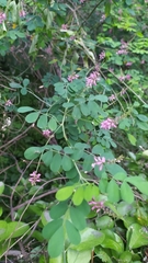 Indigofera pseudotinctoria