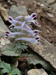 Corydalis trachycarpa