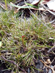 Schoenus breviculmis