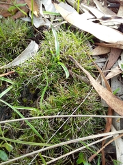 Schoenus breviculmis