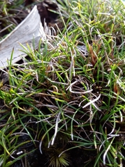 Schoenus breviculmis