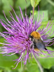 Bombus pascuorum