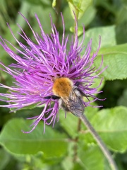 Bombus pascuorum