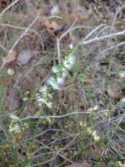 Acacia biflora
