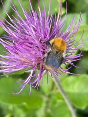 Bombus pascuorum