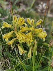 Corydalis dasyptera