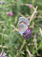 Plebejus argus