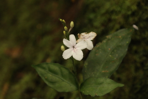 Pseuderanthemum image