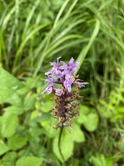 Dactylorhiza