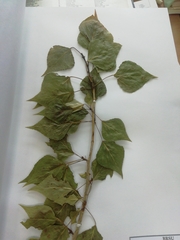 Populus × sibirica