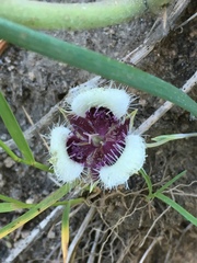 Calochortus elegans nanus