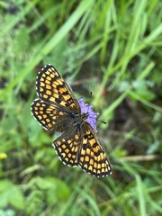 Melitaea diamina