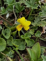 Viola biflora