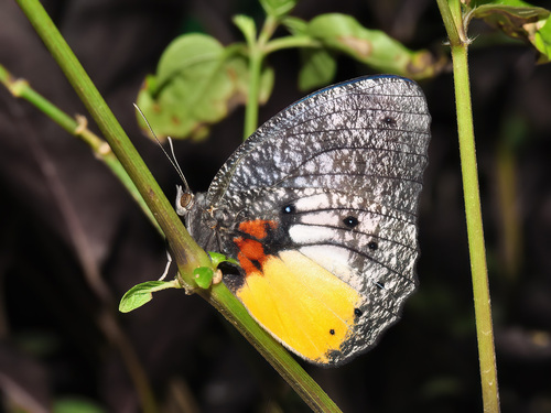 Green Palmfly