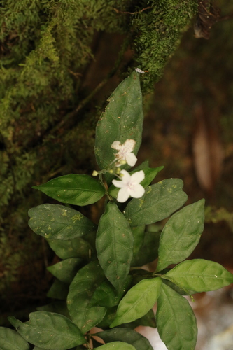 Pseuderanthemum image