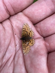 Boloria selene