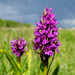 Early Marsh-Orchid - Photo (c) Jan-Åge Pedersen, some rights reserved (CC BY-NC), uploaded by Jan-Åge Pedersen
