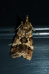 Eudonia characta