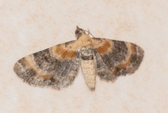 Eupithecia linariata