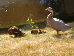 Anser indicus