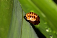Coccinellidae