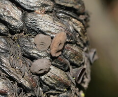 Banksiamyces macrocarpus